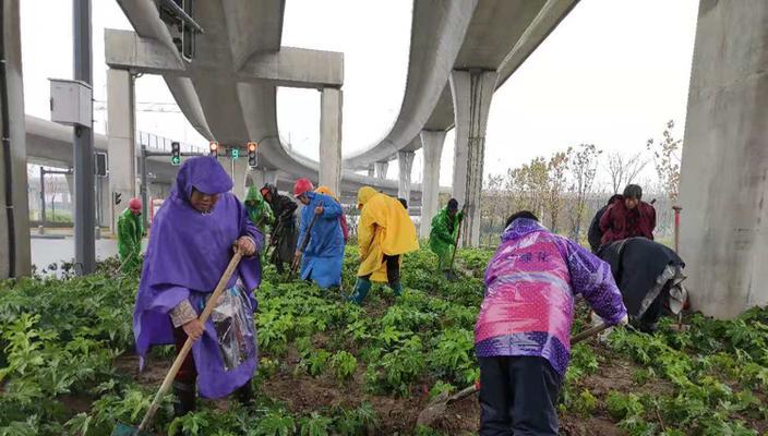 八角施肥全攻略（为你的八角提供最佳肥料，让它茁壮成长）