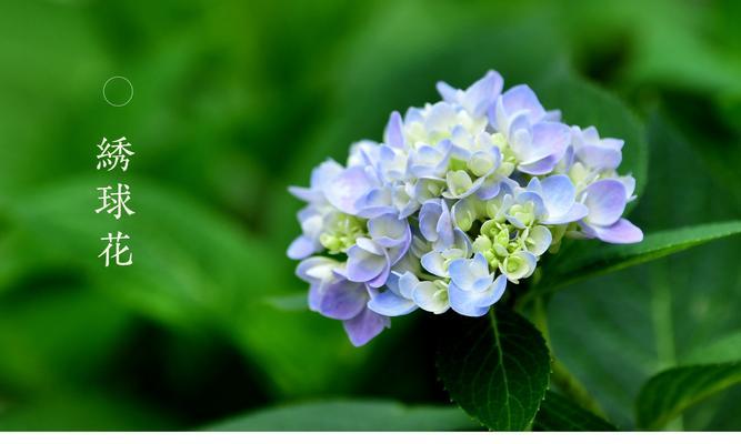 八仙花——神奇的草本植物（探究八仙花的特点、分类与种植技巧）