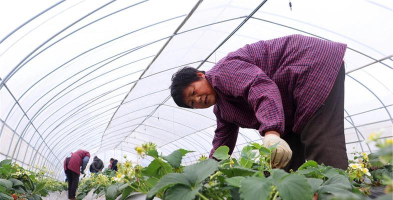 草莓套种的益处与技巧（助你轻松打造高产草莓田）