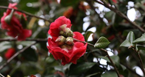 茶花的象征意义和含义（探究茶花在文化、艺术和宗教领域中的重要地位）