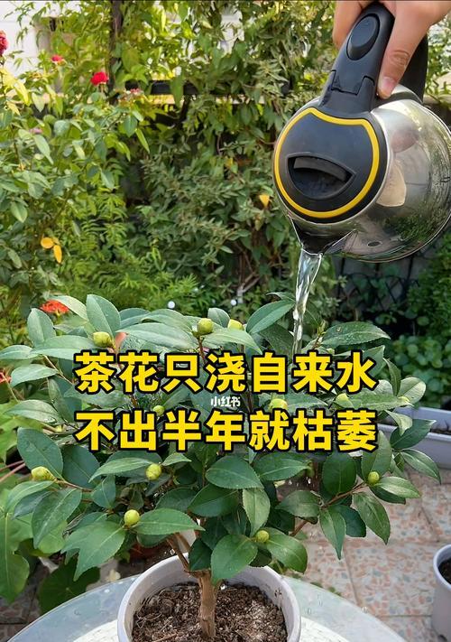 茶花肥料浇哪种最好？（让你的茶花在春季怒放不停）