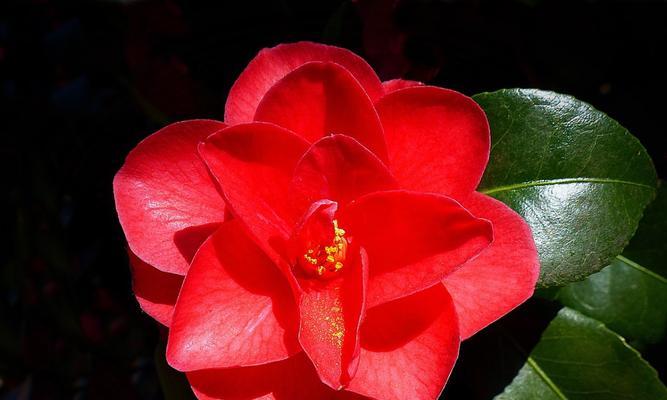 茶花开花季节详解（茶花开花月份、花期、开花时间）