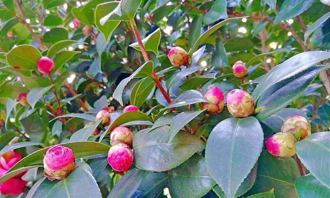 茶花树的耐寒性及应对寒冷冬季的方法（冬季茶花树的保护和管理技巧）