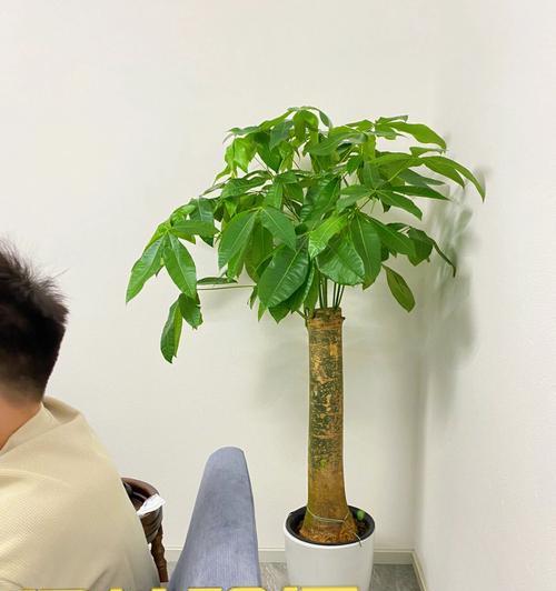 茶室植物之美（打造绿色茶室氛围，放眼大自然）