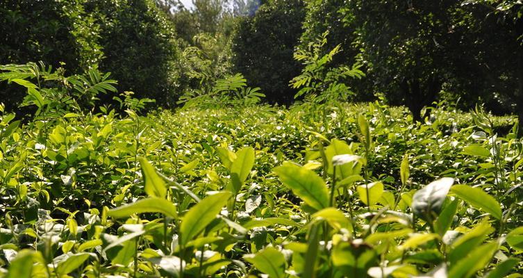 茶树种植的最佳时间（什么时候是种植茶树最好的时间？——种植茶树的时令知识）