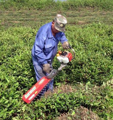 茶树剪枝时间及技巧（如何确定剪枝时间？如何进行剪枝？剪枝的注意事项！）