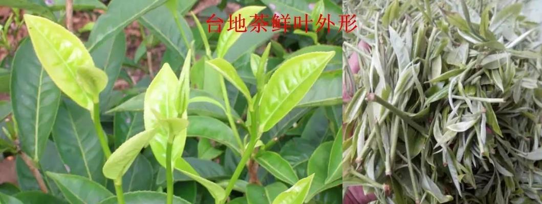 茶树——乔木还是灌木？（乔木与灌木的区别及茶树的分类特征）