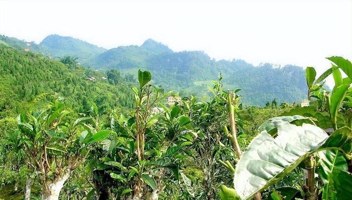 探究茶树——传统饮品的源头（品茶文化的起点及茶树的生长习性）