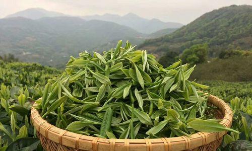 茶树属于什么植物类型？——探究茶树的分类学