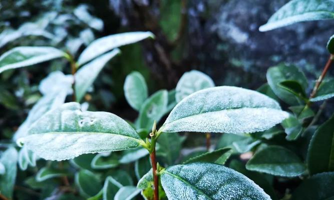 怎样养好茶树？（掌握这些养护技巧，让茶树茁壮成长）