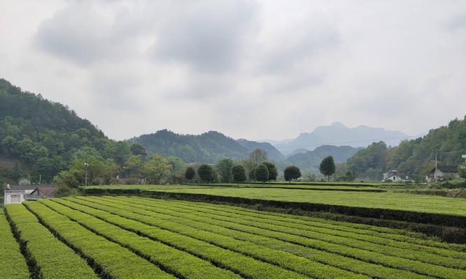 茶叶生长的环境与特点（探究茶叶生长的条件及其生长特点，助力茶叶种植与饮用）