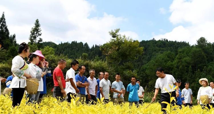 茶叶——经济发展的绿色引擎（茶叶作为经济作物的发展历程与现状）