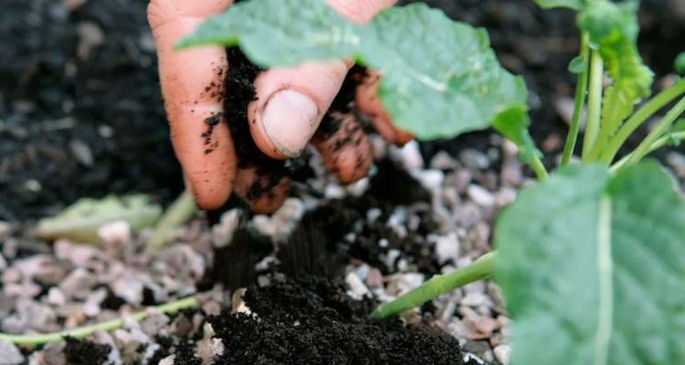 茶叶水种花的神奇效果（用茶叶水做肥料，让你的花儿更美丽）