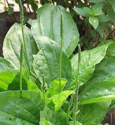 探究车前草是落叶植物的真相（车前草的生长特点及与落叶植物的关系）