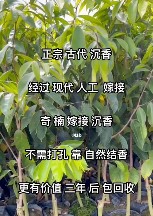 沉香的种植条件与适宜地区（探究沉香生长的要素，找到适合种植的环境）