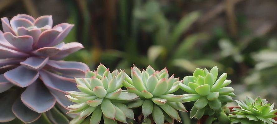 夏季多肉植物浇水秘籍（夏天多久浇一次水？夏季浇水方法大揭秘！）