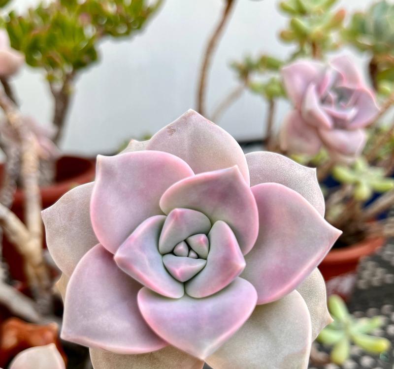 夏季多肉植物养护全攻略（让你的多肉健康度过炎炎夏日）