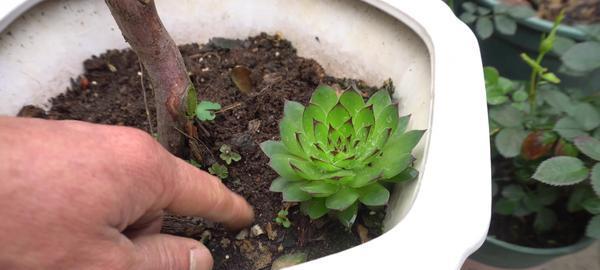 多肉植物的土壤配制方法（打造适合多肉植物生长的土壤体系）