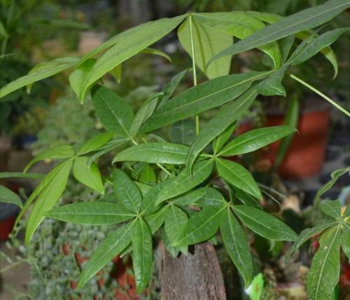 从萌芽到繁荣——发财树的生长过程（探究发财树的栽培技巧与养护方法，揭秘其生长之谜）