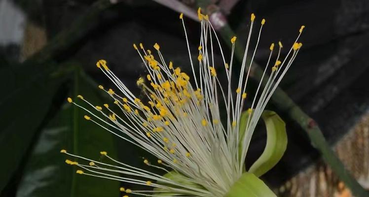 发财树开花的秘密（探究发财树花期长什么样子）