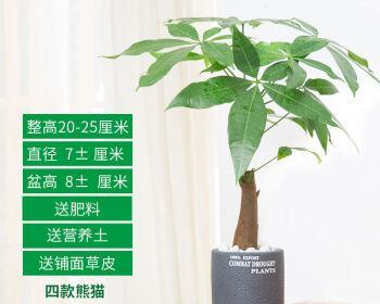 发财树种植盆选小还是大（判断盆栽大小的依据和影响）