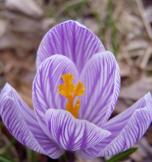 揭秘番红花的花期（了解番红花的生长周期和花期变化）