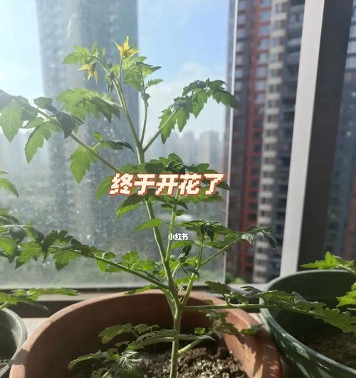 番茄的开花结果时间及“番茄开花时间”（了解番茄的生长周期，掌握开花结果的时间要点）