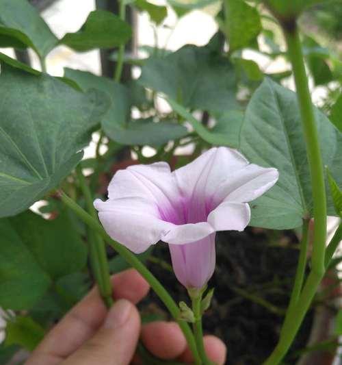 番薯开花了还能吃吗？（探究番薯开花的原因及食用方法）