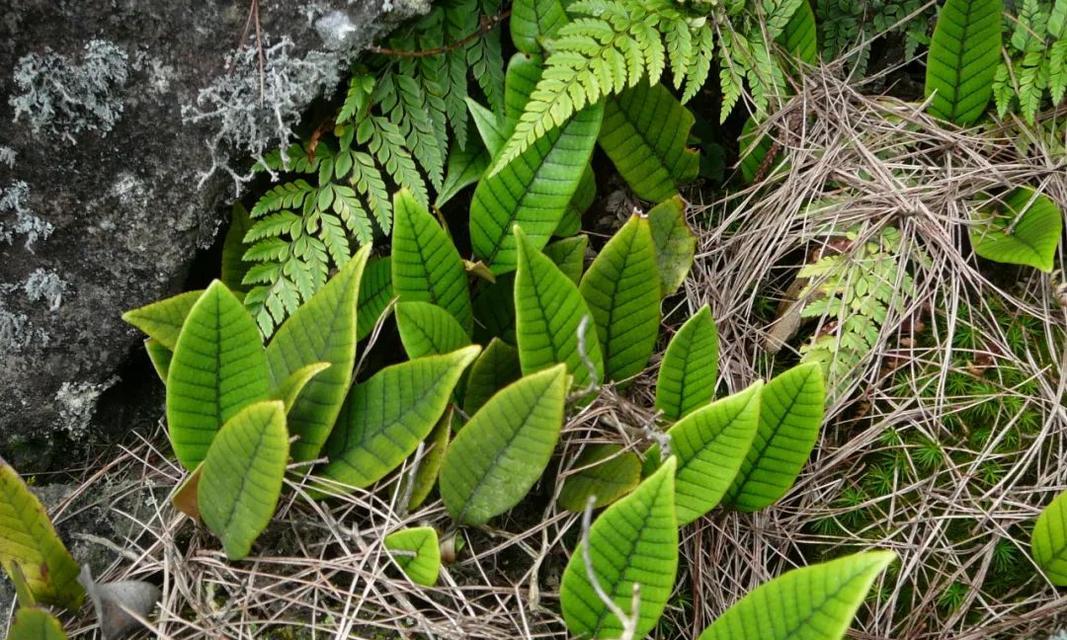 番薯是蕨类植物吗？——揭开番薯真相（探究番薯的分类学地位，科学解析其特点与生长环境）