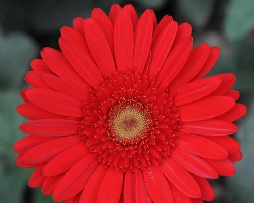 非洲菊开花时间及花期特征（探秘非洲菊的开花时间、开花次数及花期表现）