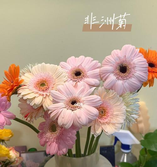 非洲菊怎么醒花？——探究非洲菊的醒花技巧