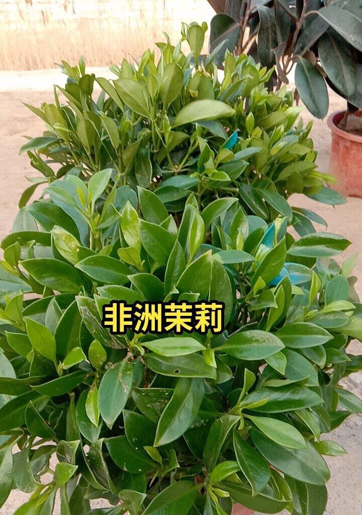 非洲茉莉养护方法全解析（茉莉怕冷吗？如何在室外过冬？）