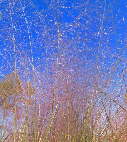 粉黛乱子草开花时间及特点（探究粉黛乱子草开花的时间、外观及生态特点）