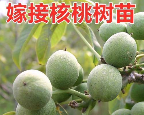 核桃几年结果实种植多久才结果？（从栽培到结果，核桃树需要经历怎样的过程？）