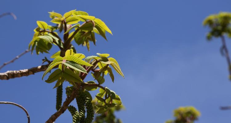 核桃花期及影响其果实产量的因素（核桃树的开花时间、生长环境和气候变化对其果实产量的影响）