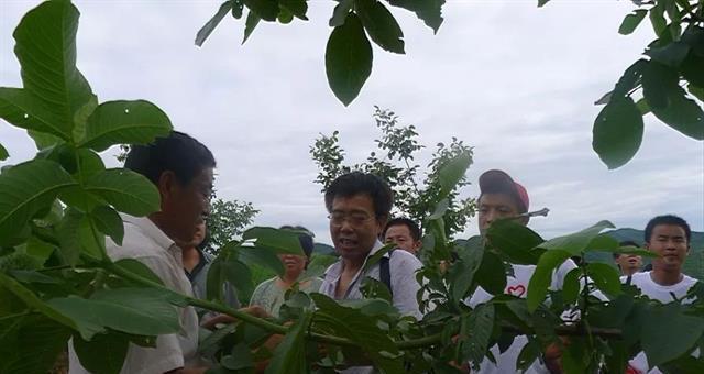 核桃树开花期间的浇水问题（核桃树浇水时机、浇水量及浇水方式）