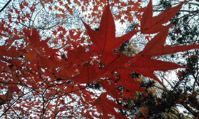 赏红枫，留恋落日——红枫开花全解（红枫开花的样子、花期、花语、产地、欣赏方法、养护等你全部了解）