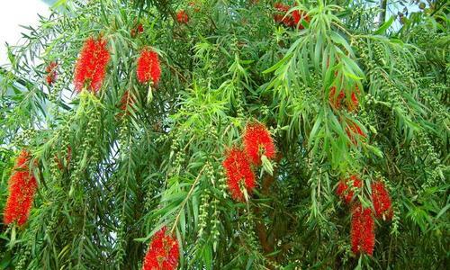 红花——一种珍贵的植物（探究红花的品种、功效与用途）