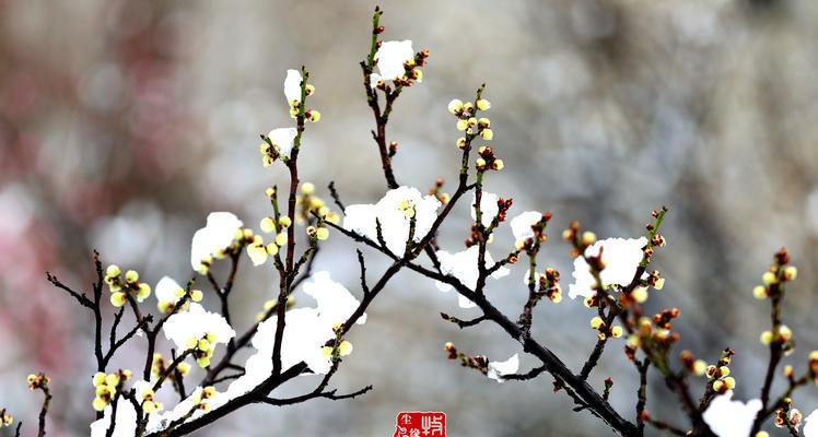 红梅几年结果实时间分析（了解红梅多少年才能结果实，适宜种植时间是什么？）