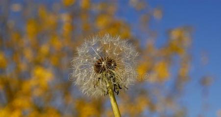 家里种蒲公英，助你招财进宝（探秘蒲公英的风水奥秘，了解蒲公英如何助你招财进宝）