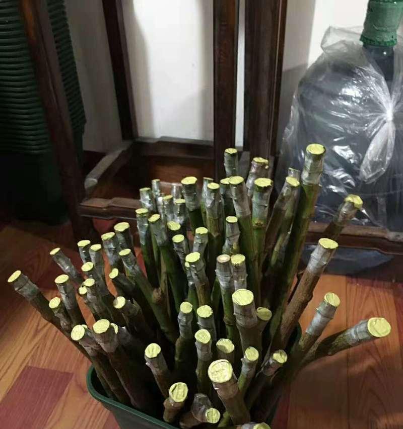 嫁接植物的技巧与方法（嫁接可以让植物更强大）