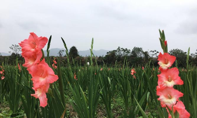 剑兰在室内养护技巧（剑兰的特点与喜好，快速学会如何在室内种植）