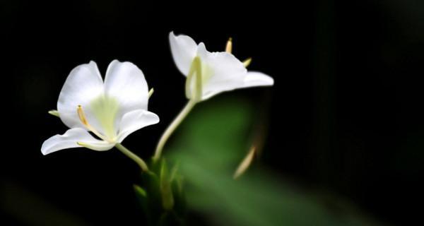 姜花的养殖技巧（打造美丽花园，培养姜花的独门诀窍）