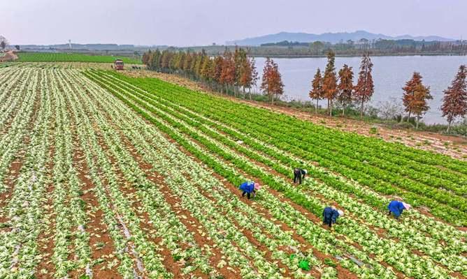 芥菜的最佳播种时间（影响芥菜播种时间的因素和注意事项）