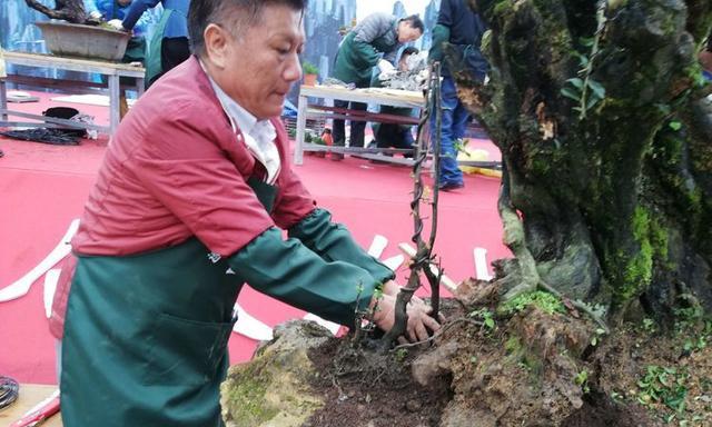 金弹子配土方法与种植土壤（健康种植，从正确的土壤配比开始）