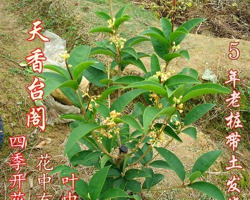 金桂四季开花的奇迹（一朵花，四季欣赏，美轮美奂）