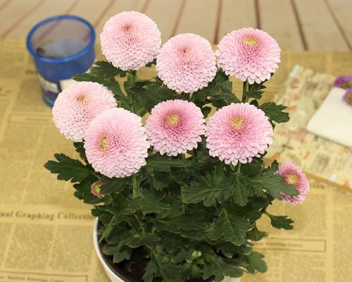 盆栽小菊花的养殖方法与养护指南（从种植到养护，让你轻松打造一盆优美的小菊花）