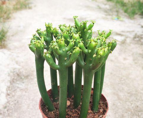 膨珊瑚——那些你不知道的多肉植物（探寻膨珊瑚的成长与神秘）