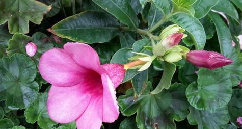 飘香藤开花时间及栽培技巧（掌握开花时间，让飘香藤开满花朵）