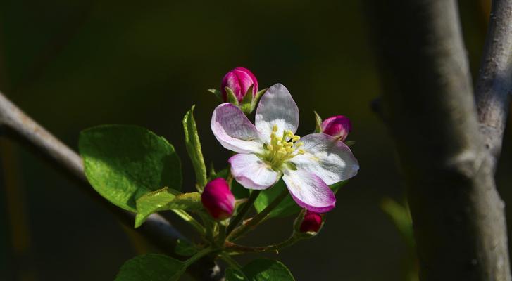 那个春天，盛开的苹果花令人陶醉（那个春天，盛开的苹果花令人陶醉）